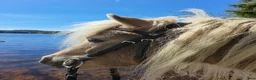 Övrigt hästar till salu: Inkörd "stor" minishetland - Annons 3