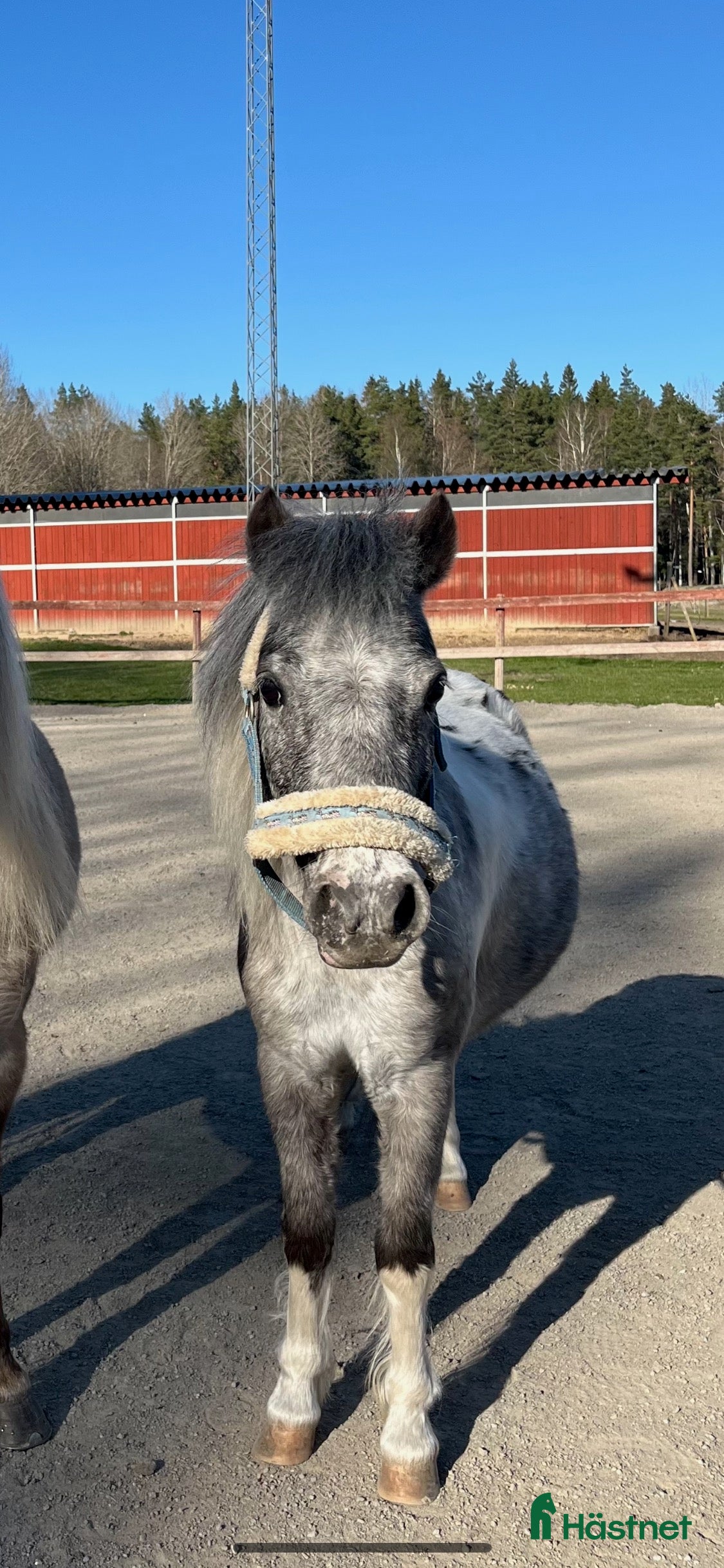  hästar Leila söker nytt hem  i Älta - Annons 10