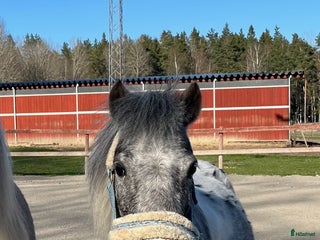 hästar Leila söker nytt hem i Älta - Annons 9