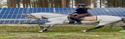 Allround hästar till salu: Fin valack till salu - Annons 4