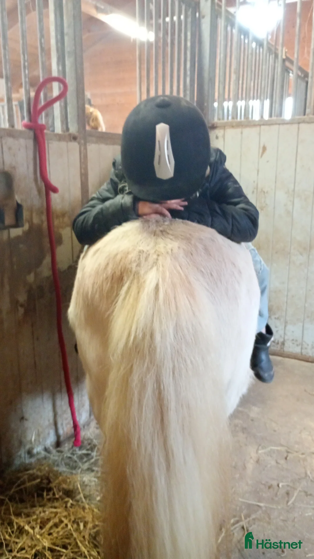 Sällskap hästar till salu: Intressekoll ministo i Falköping - Annons 2