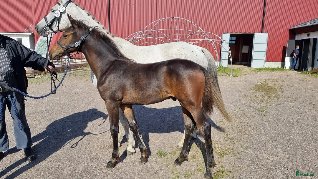 Hoppning hästar till salu: Contant Call i Köpingsvik - Annons 4