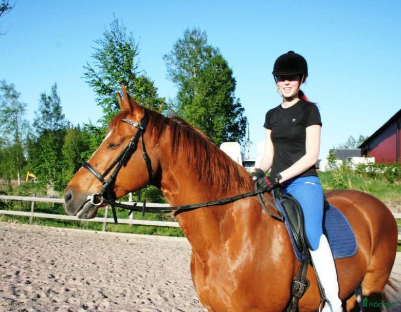  hästar Dressyr läromästare sökes - Annons 13