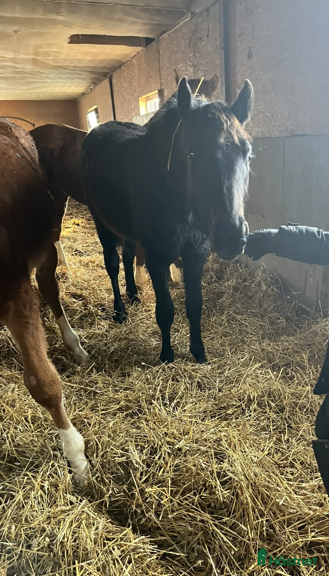 Dressyr hästar till salu: Superstiliga Axl i Bro - Annons 1