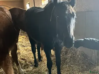 hästar Superstiliga Axl - Annons 1