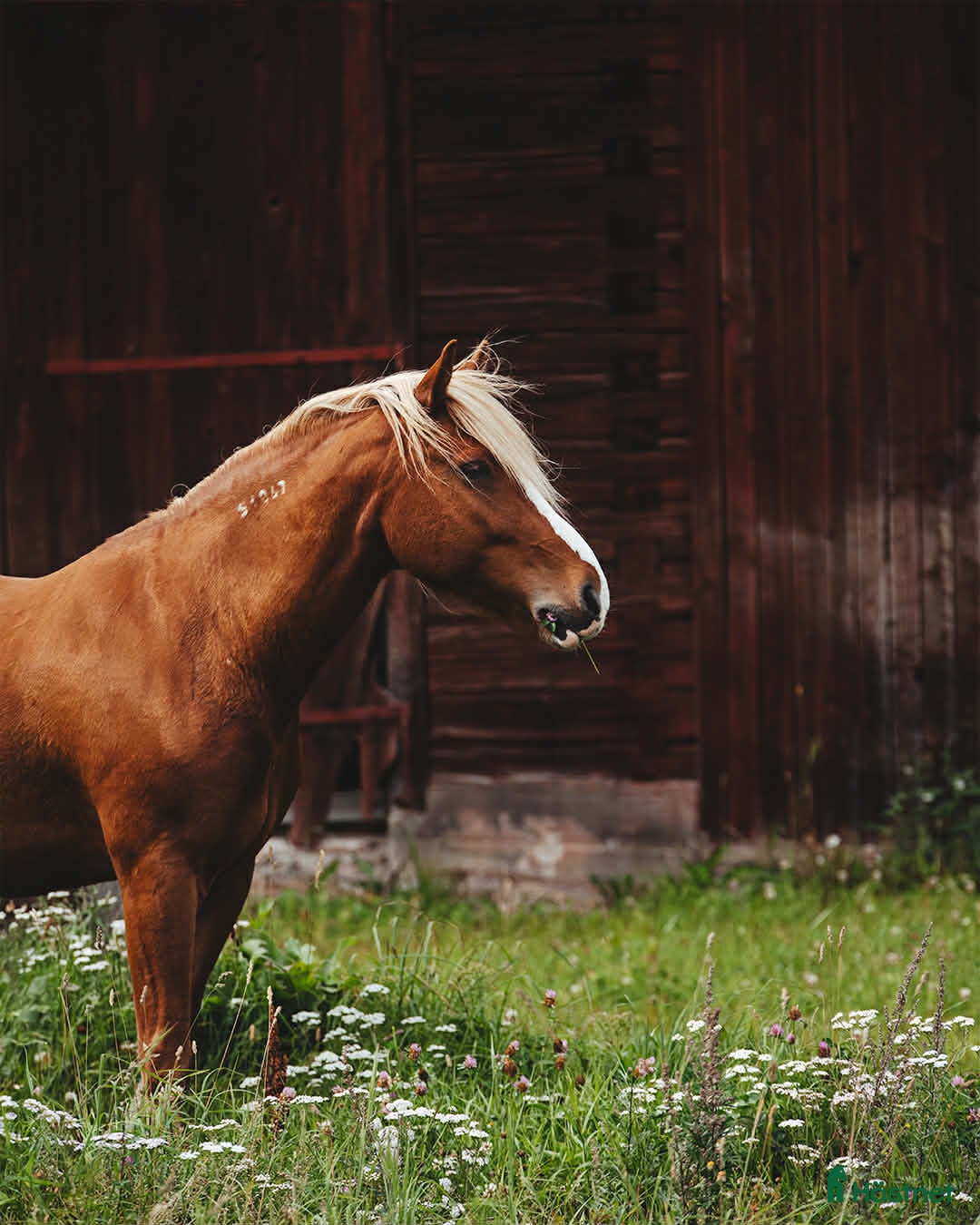  hästar Fodervärd, ev senare köp - Annons 5