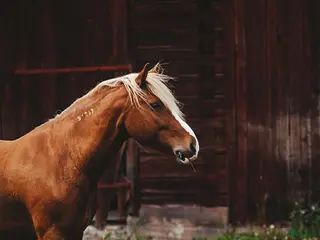 hästar Fodervärd, ev senare köp - Annons 5