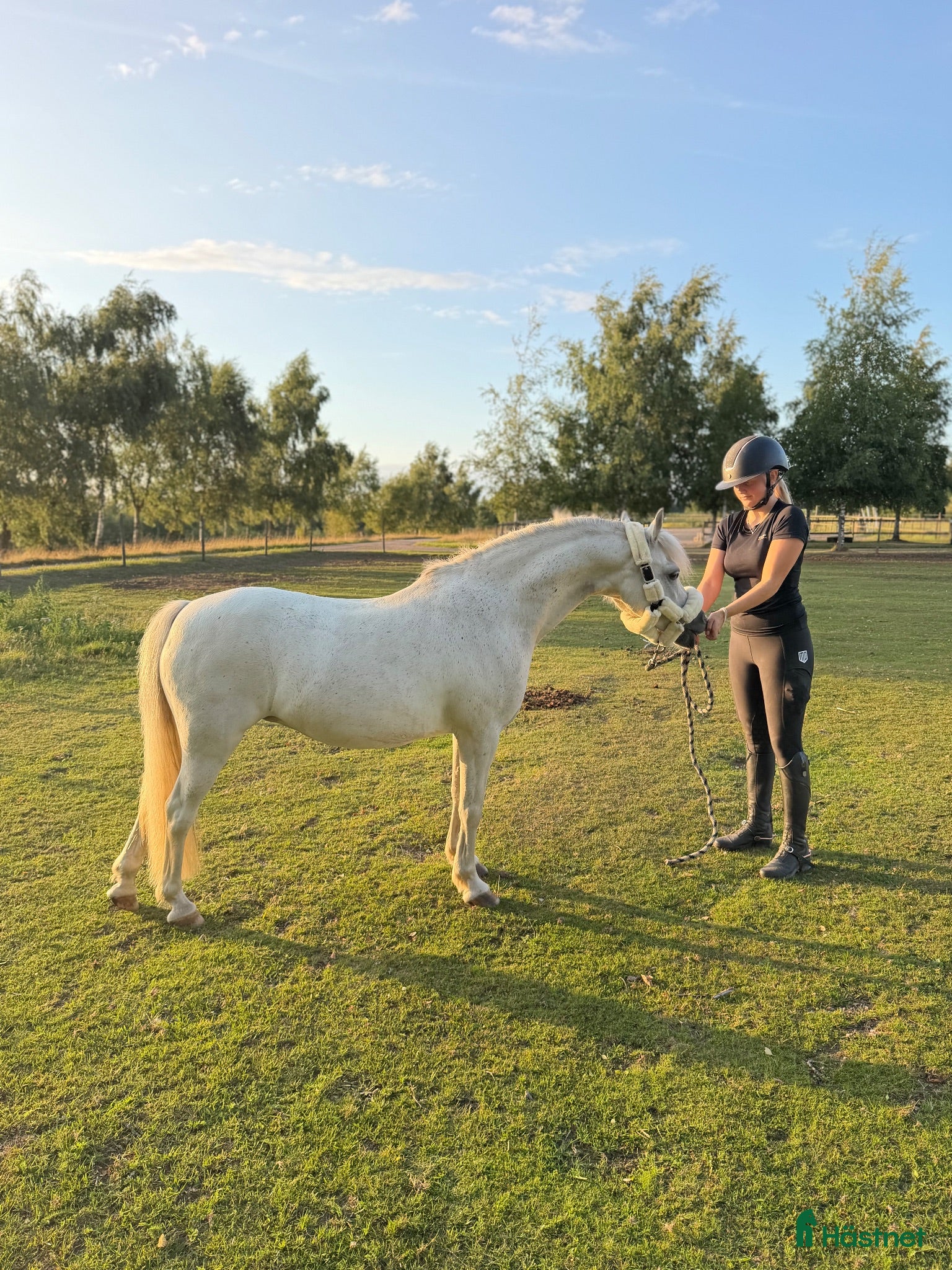  hästar Världens finaste B-ponny söker sitt nästa hem ❤️ - Annons 1