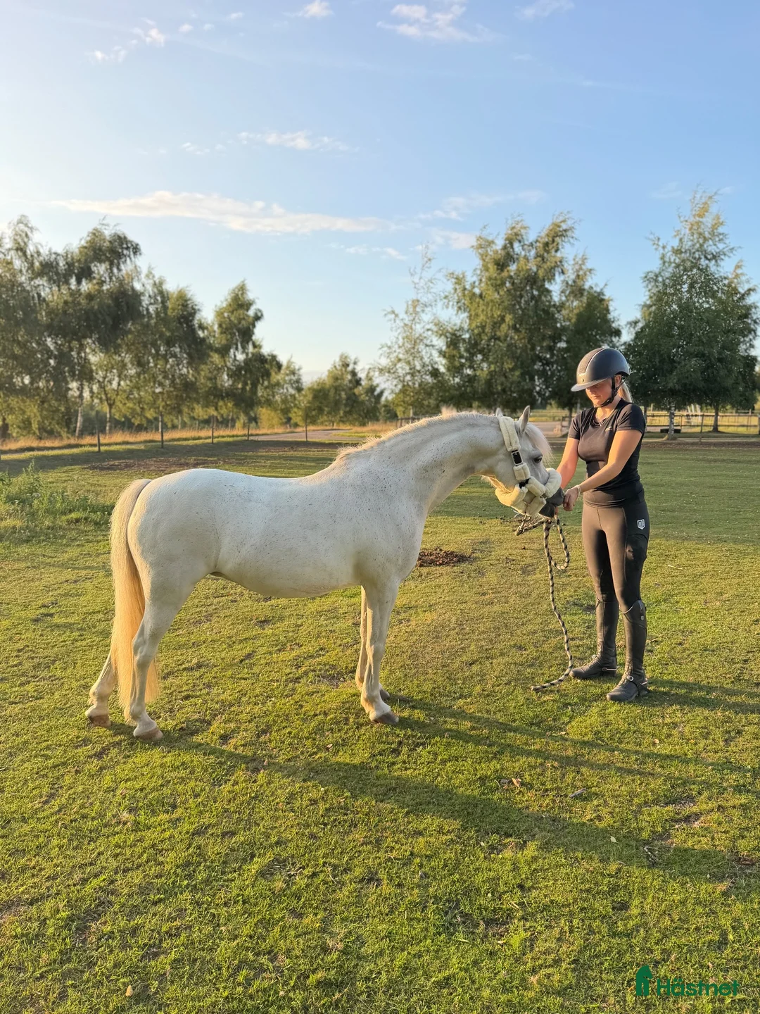 Allround hästar till salu: Världens finaste B-ponny söker sitt nästa hem ❤️ i Klippan - Annons 1