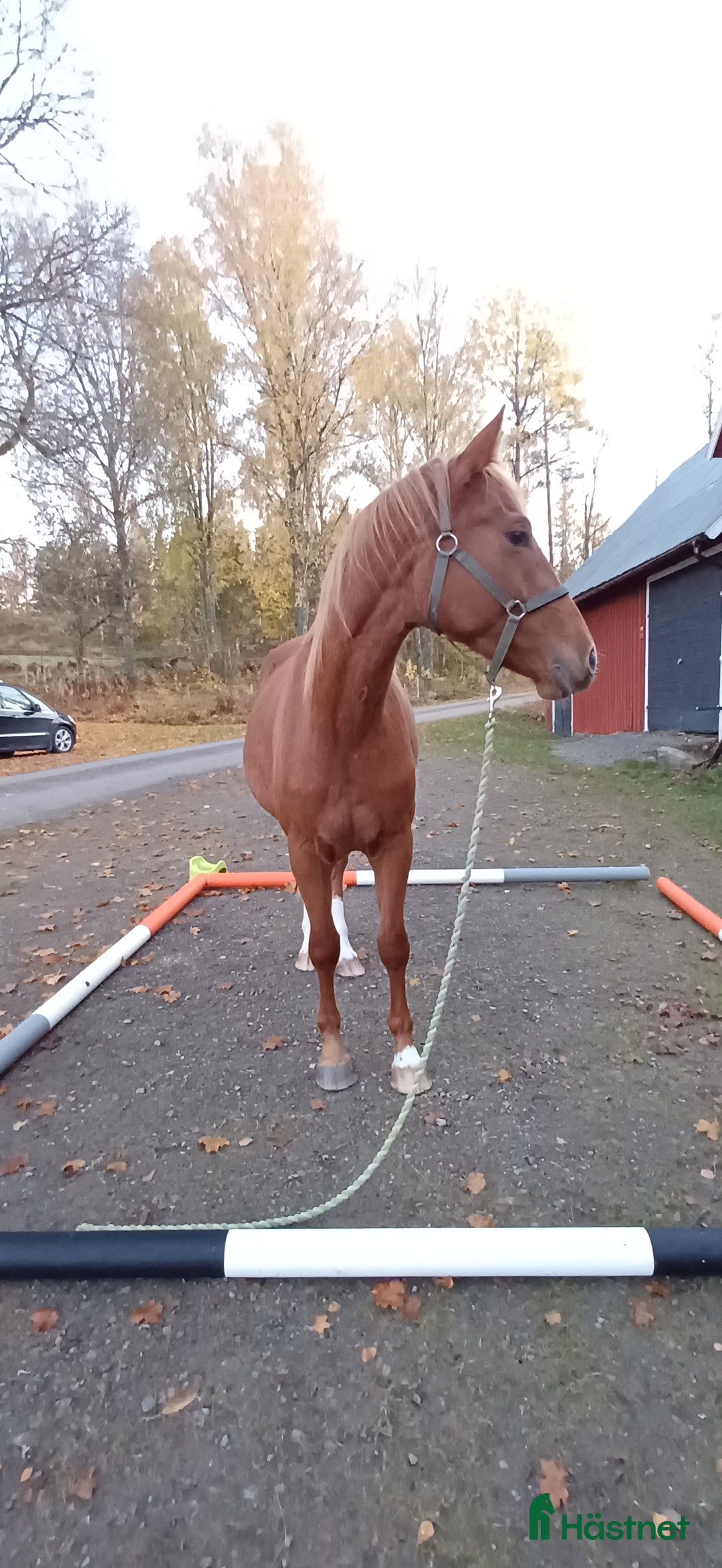 Allround hästar till salu: Unghäststo  i Rörvik - Annons 4