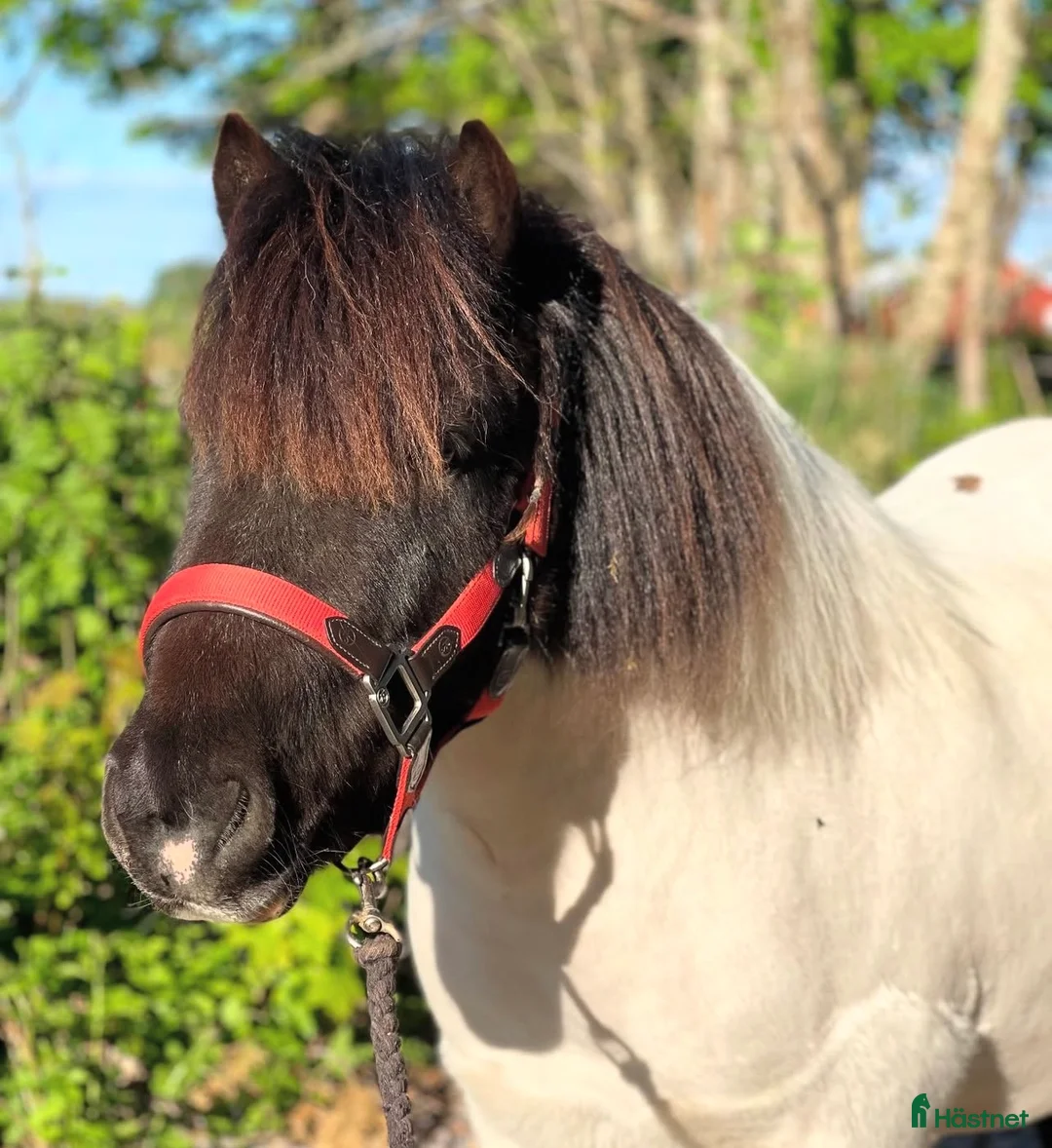 Körning hästar till salu: Shettisvalack söker fodervärd  i Vårgårda - Annons 1