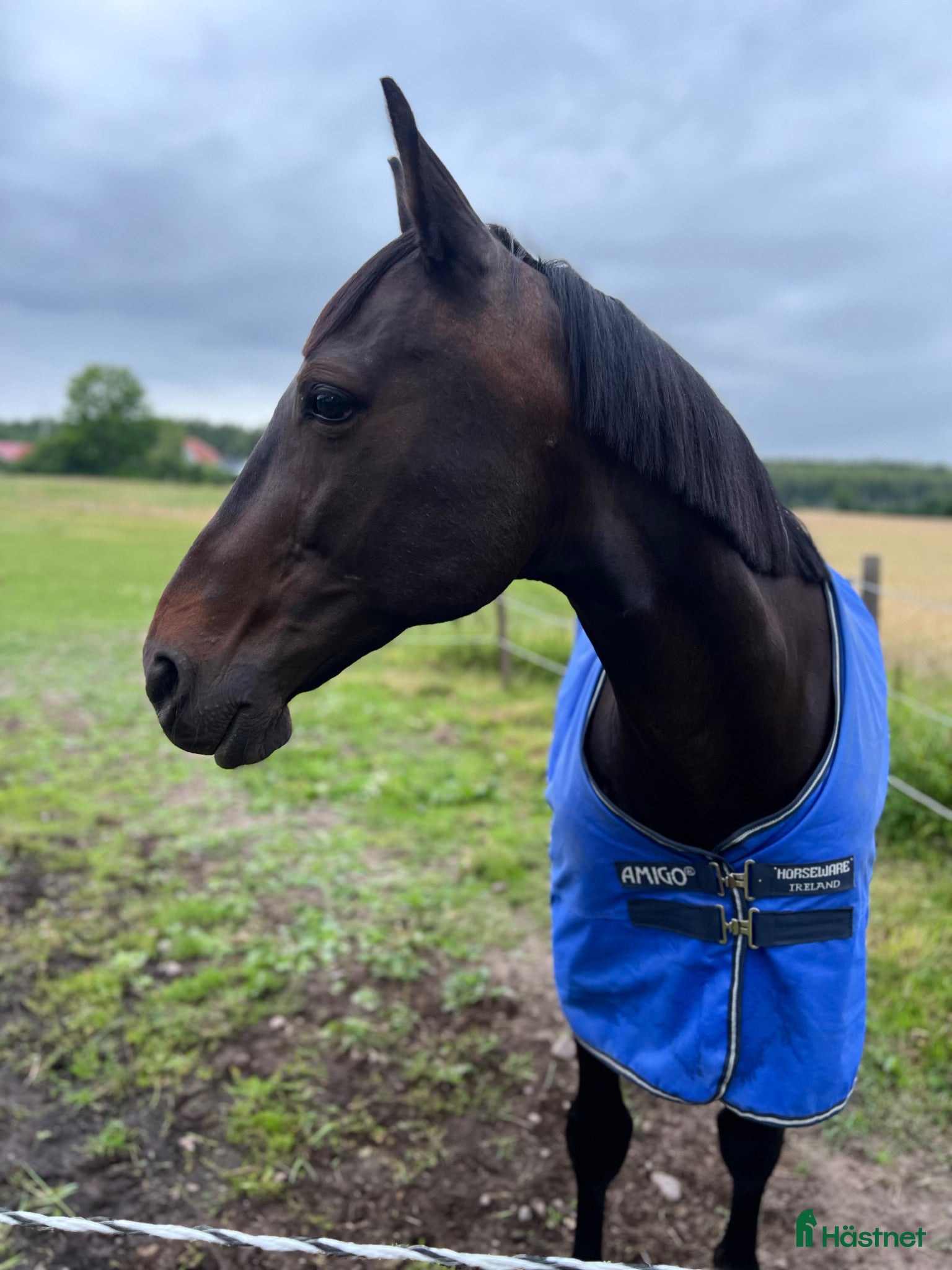  hästar Söker föralltid hem omgående ✨ - Annons 1