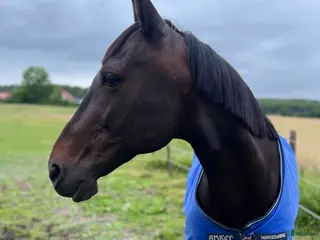hästar Söker föralltid hem omgående ✨ - Annons 1