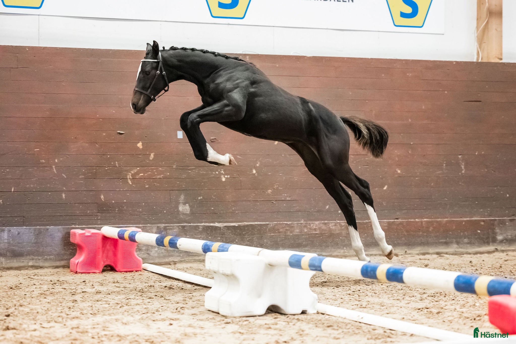  hästar Framtida stjärna! Redo för 3-årstestet i Gottröra - Annons 7