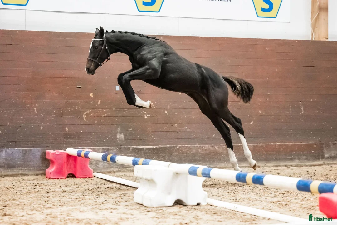 Hoppning hästar till salu: Framtida stjärna! Redo för 3-årstestet i Rimbo - Annons 2