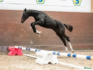 hästar Framtida stjärna! Redo för 3-årstestet i Gottröra - Annons 7