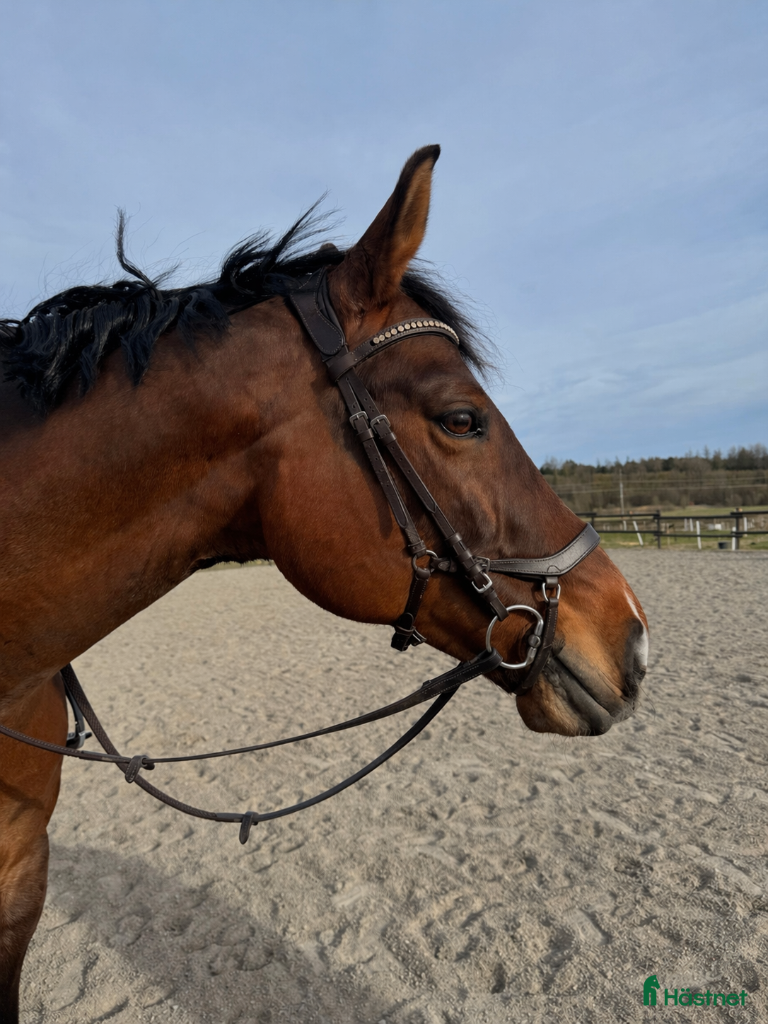  hästar Fin hopphäst till van ryttare - Annons 15