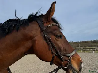 hästar Fin hopphäst till van ryttare - Annons 14