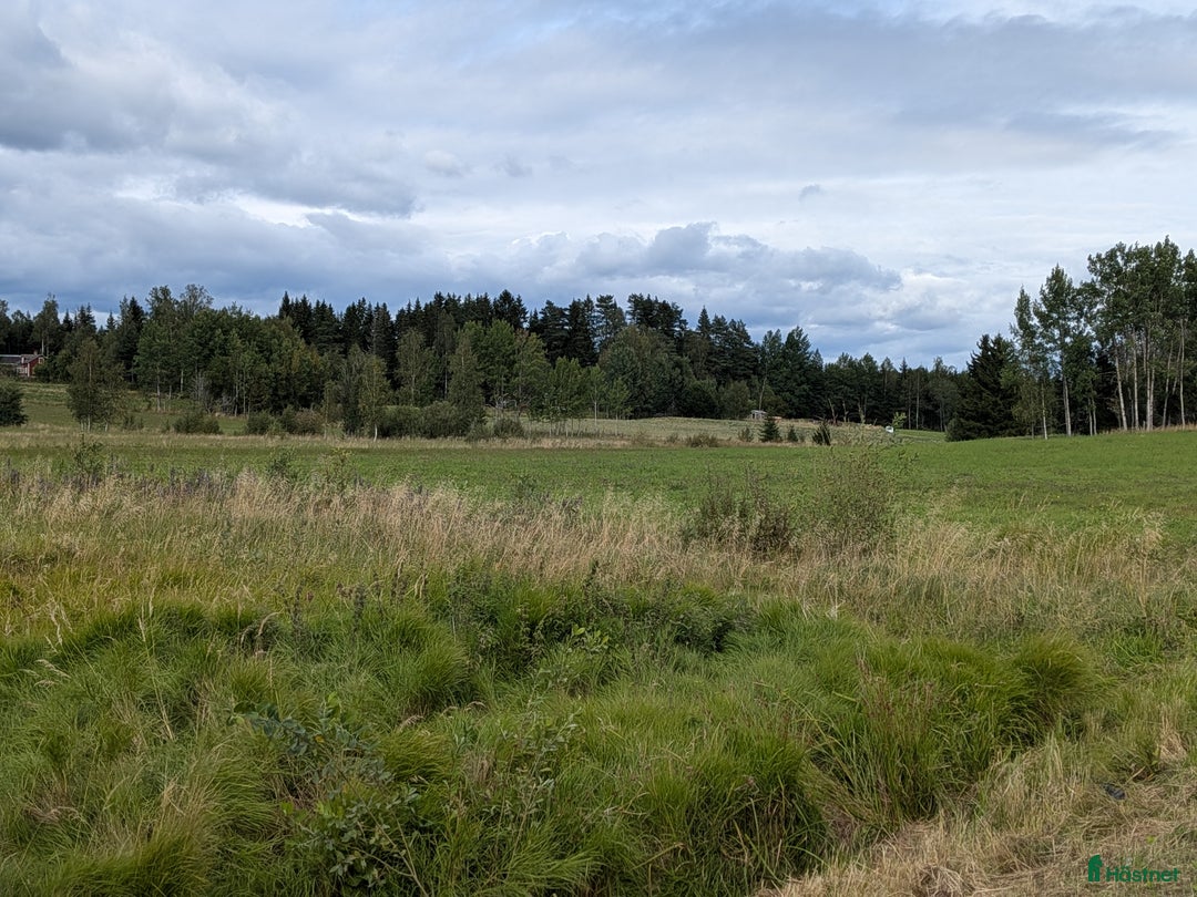 Allround hästar sökes: Söker foderhäst i Arvika - Annons 1