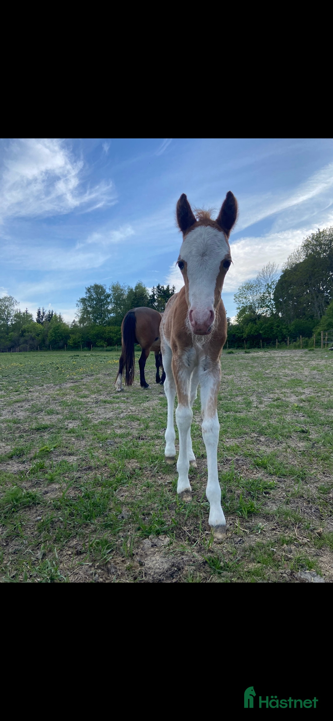 Övrigt hästar till salu: Vackert Welsh Mountain sto i Knivsta - Annons 3