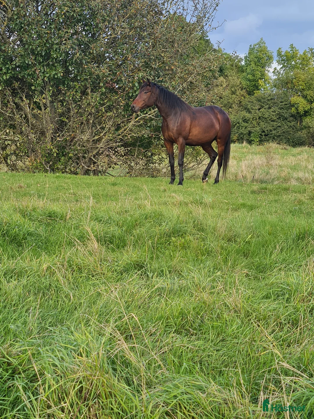 Trav hästar till salu: För trav/monte eller avel eller ridhäst i Havdhem - Annons 2
