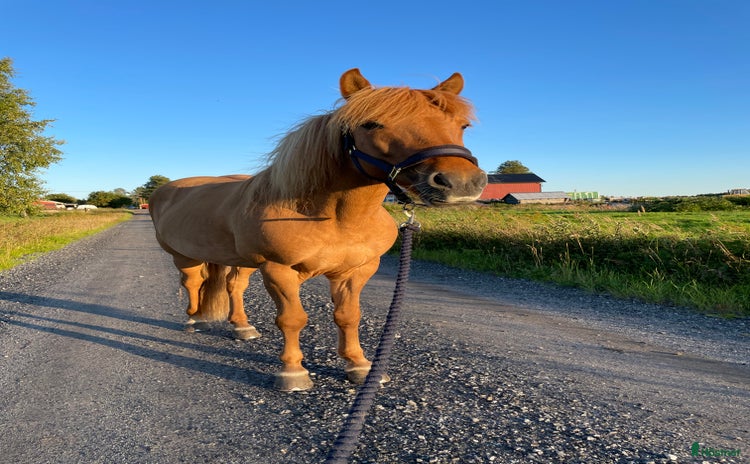  hästar i Råneå - Annons 9