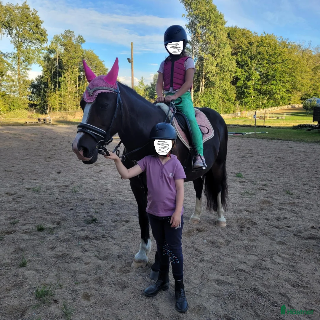  medryttarhäst finnes: Medryttare sökes ! till barnPonny  i Blekinge i Karlshamn - Annons 13
