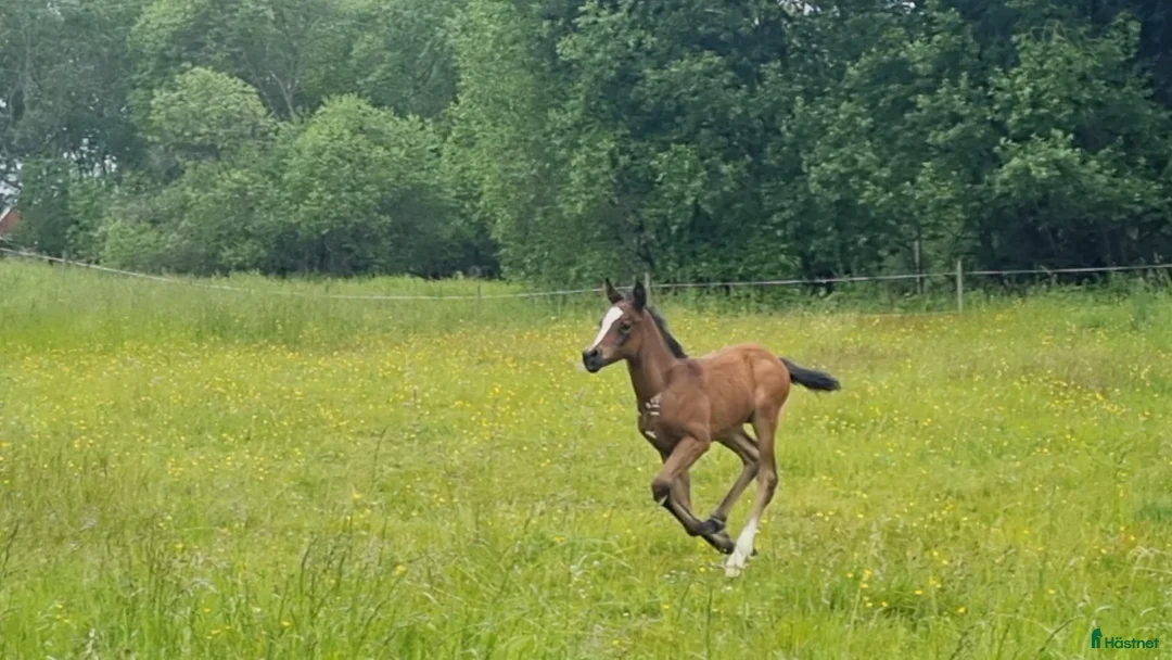 Allround hästar till salu: Fantastiskt hingstföl  - Annons 2