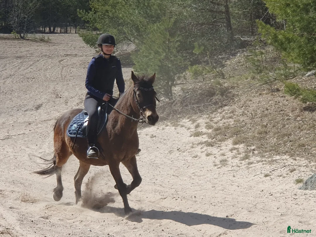  medryttarhäst finnes: Medyttarponnies finnes i Västerhaninge i Västerhaninge - Annons 2