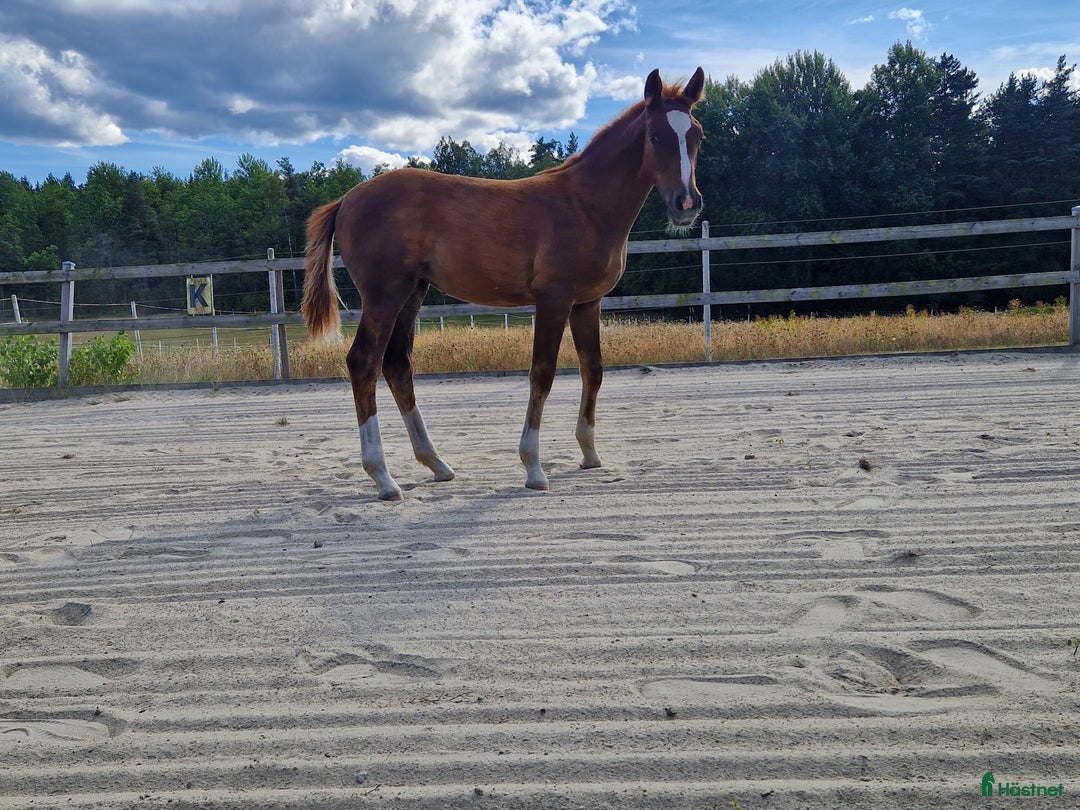 Hoppning hästar till salu: Framtidsämne  i Hässleholm - Annons 8