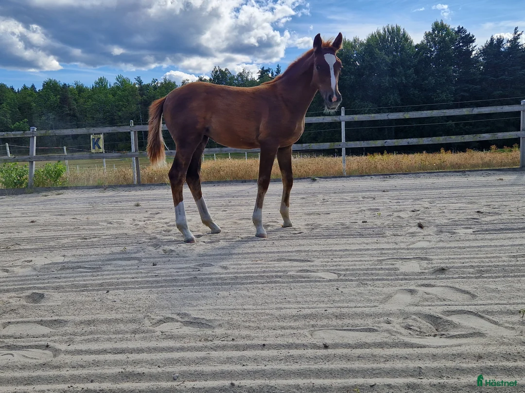 Hoppning hästar till salu: Framtidsämne  i Hässleholm - Annons 8