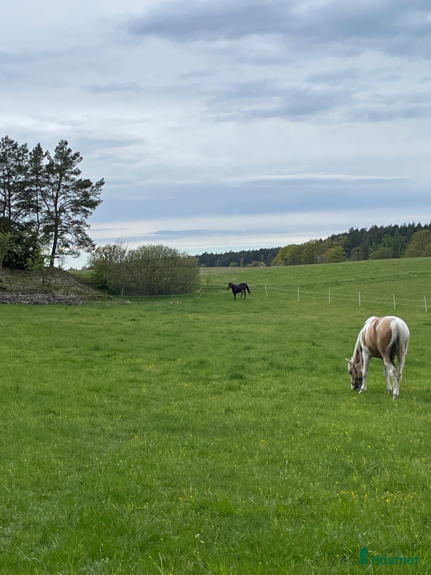  stallplats Ledig boxplats  - Annons 2