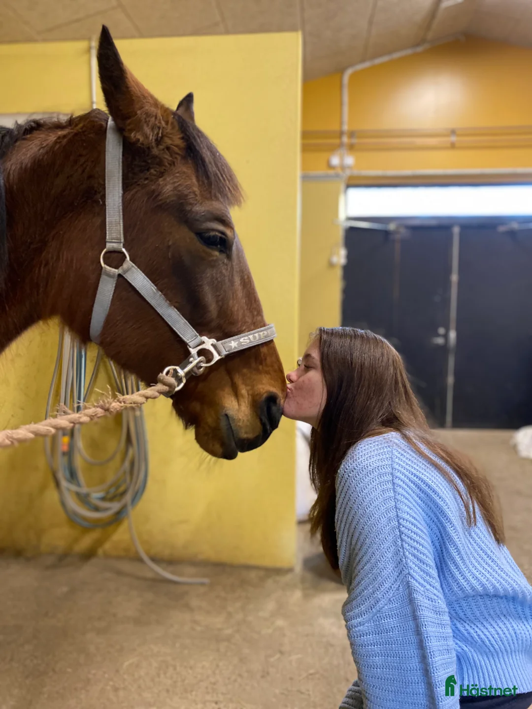 Övrigt hästar till salu: SMÅTT AKUT🌟Inriden travare🌟 - Annons 9