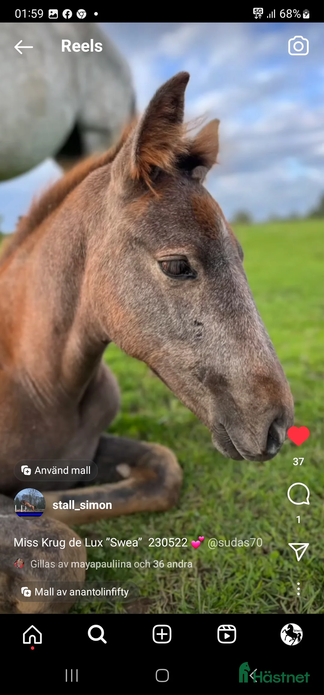 Hoppning hästar till salu: Vackert UNGSTO med goda framtidsplaner  i Blentarp - Annons 3