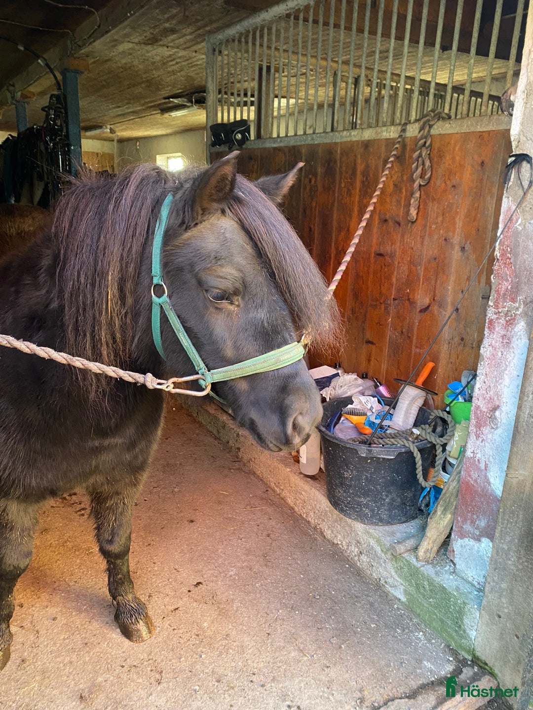 Allround hästar till salu: Maxat inkört shetlandssto i Karlstad - Annons 2