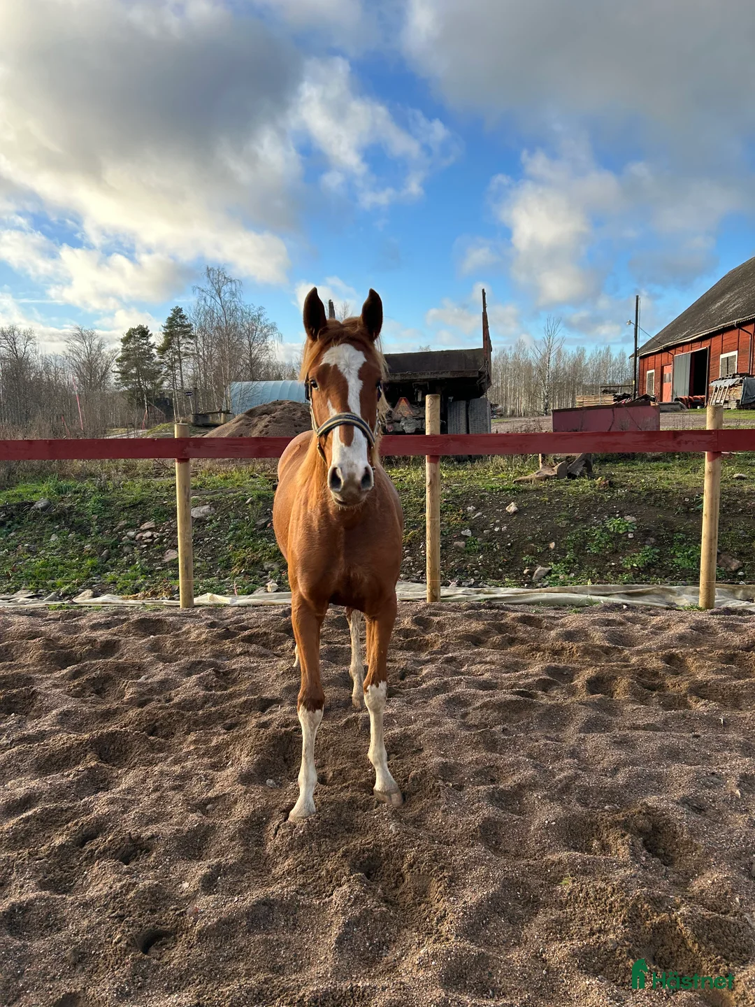 Hoppning hästar till salu: Vacker Sto med utstråling i Tjällmo - Annons 1