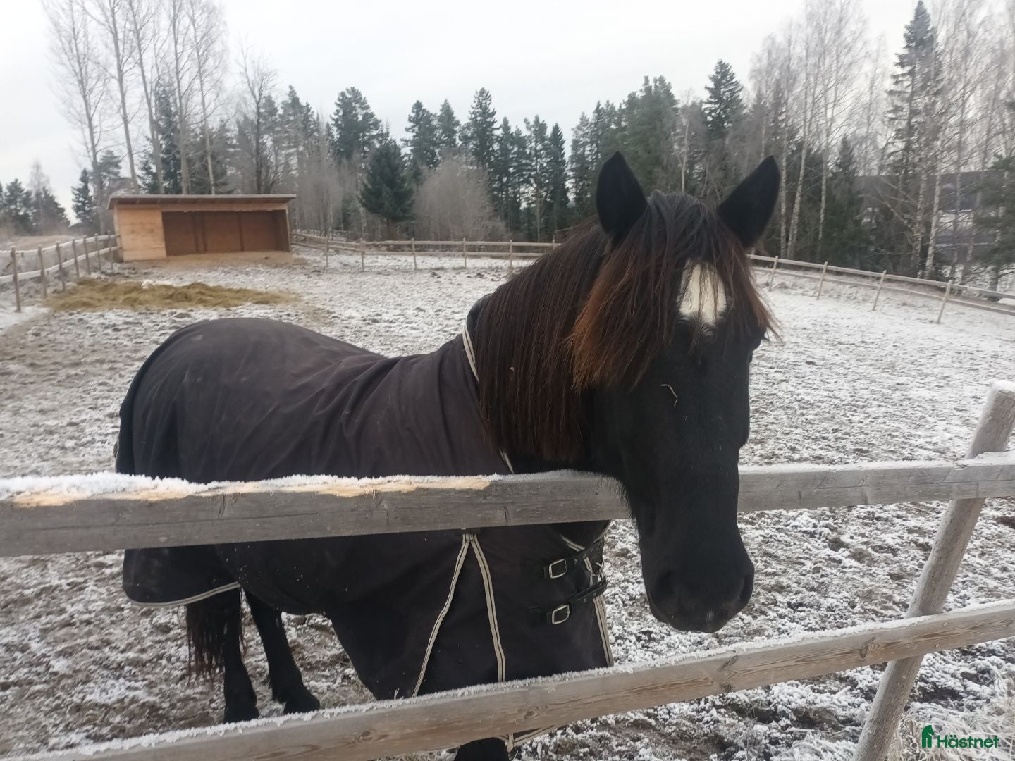  hästar 7- årig kallblodsvallack i Matfors - Annons 20