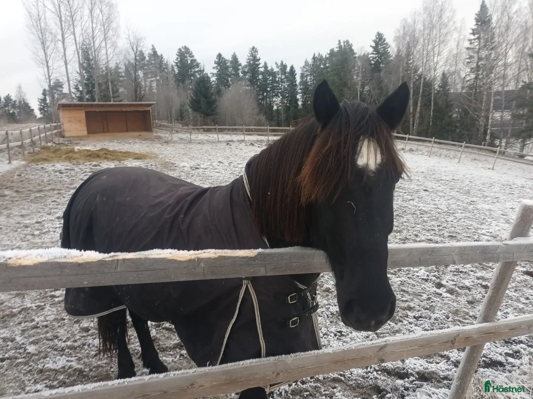 Allround hästar till salu: 7- årig kallblodsvallack - Annons 1