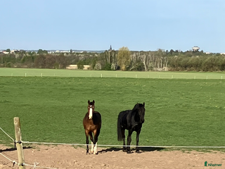 foderhäst Sommarhäst 2026 Välkomnas i Kristianstad - Annons 3