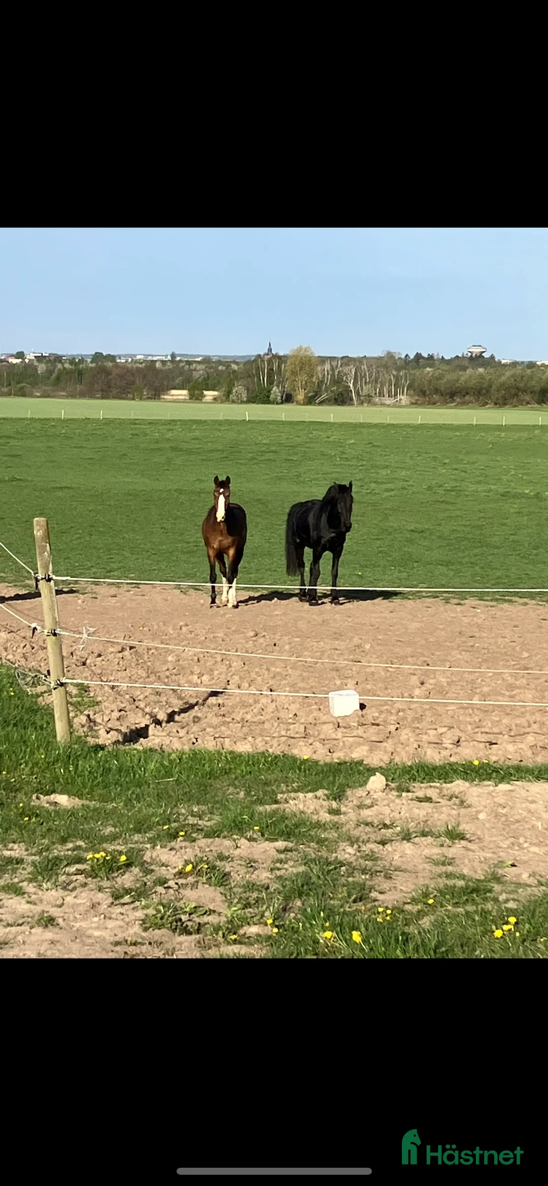  foderhäst sökes: Bete till Valack finnes - Annons 2