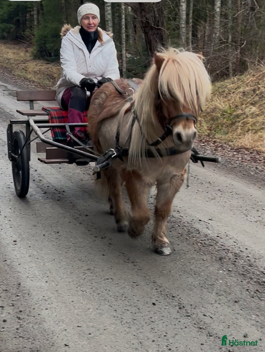 Allround hästar till salu: Älskade ponny  - Annons 2