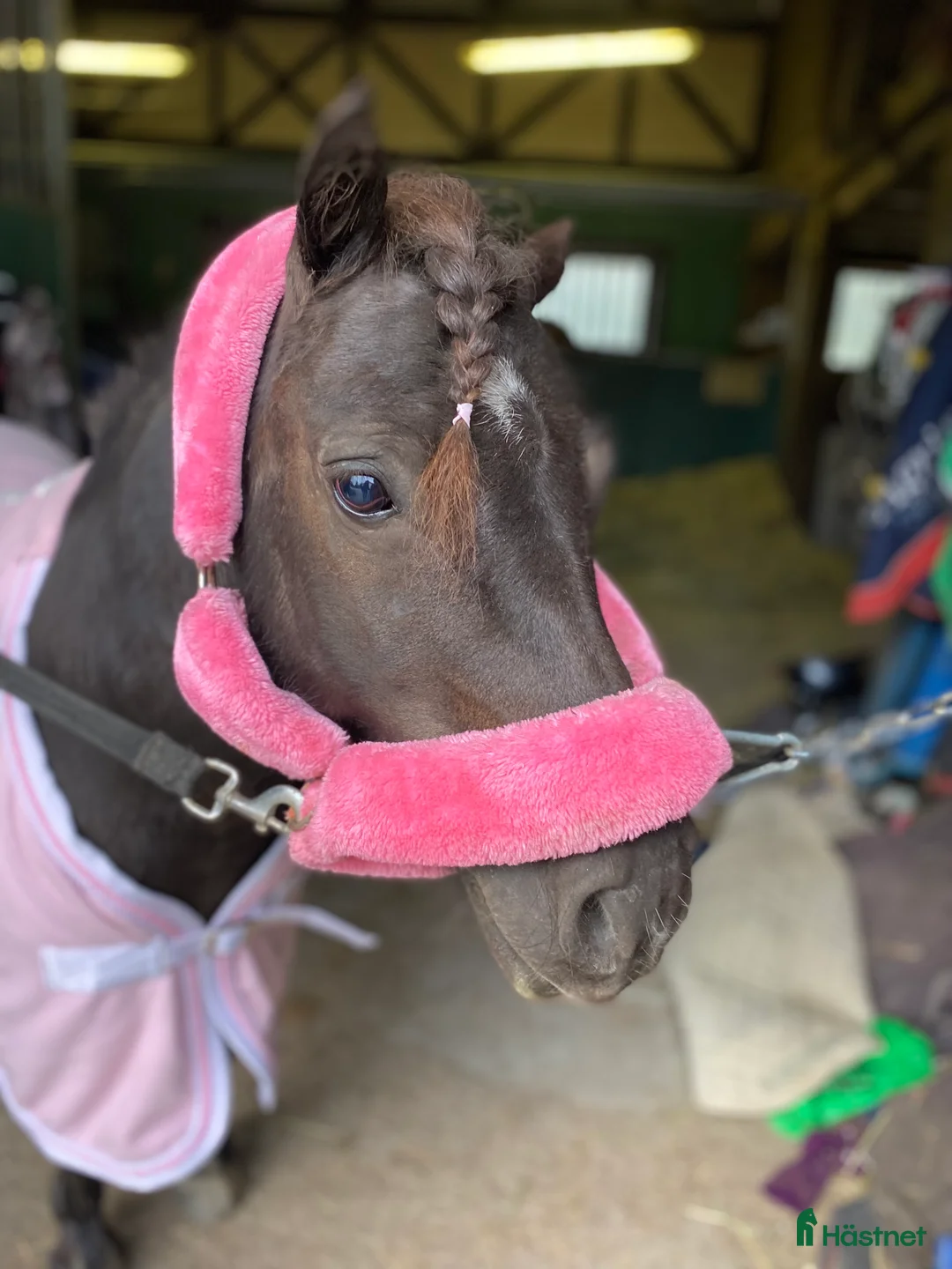 Trav hästar till salu: Läromästare  i Nybro - Annons 4