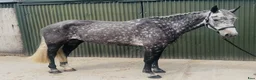 Allround hästar till salu: Stunning Irish mare  - Annons 2