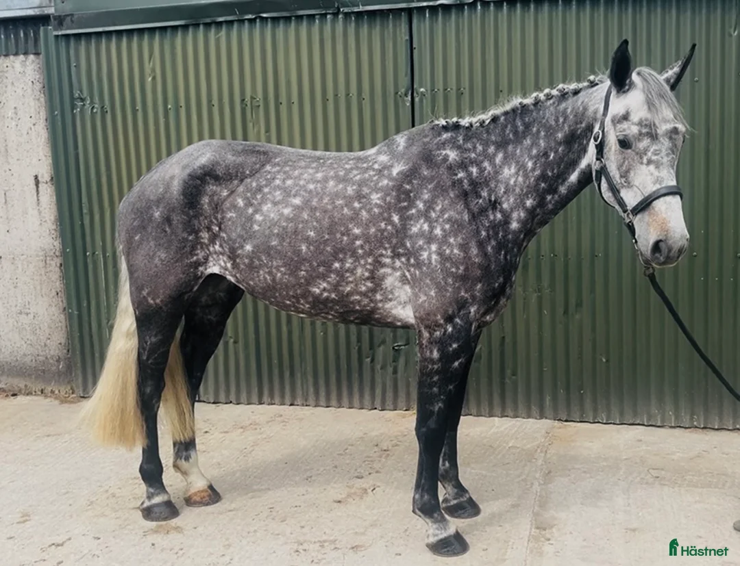 Allround hästar till salu: Stunning Irish mare  - Annons 2