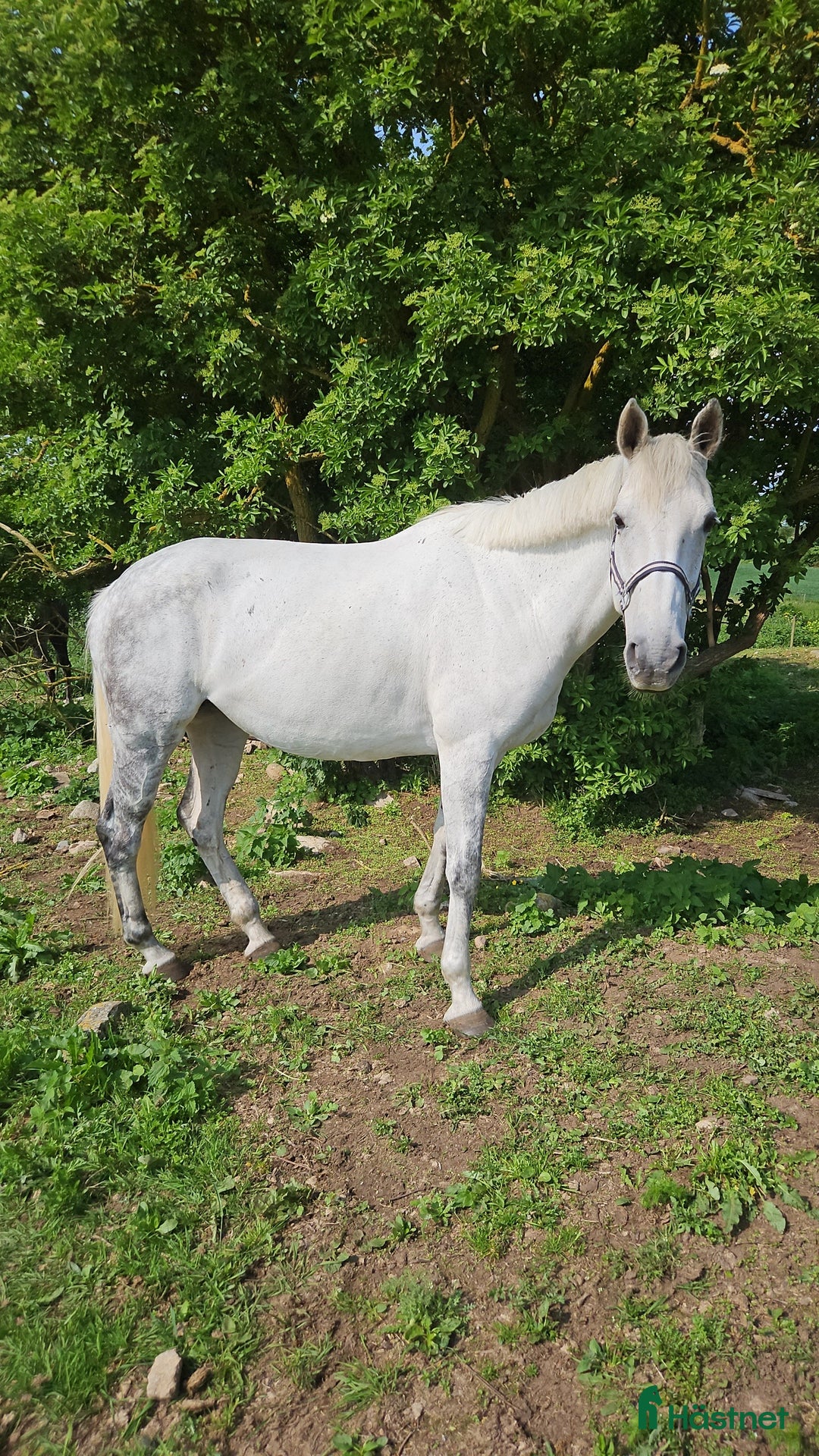 Hoppning hästar till salu: Dräktigt hoppsto med kapacitet i Bergkvara - Annons 1