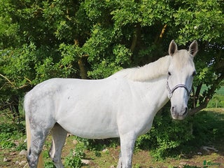 hästar Dräktigt hoppsto med kapacitet i Bergkvara - Annons 14
