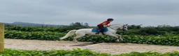 Allround hästar till salu: Connemara ponies - Annons 14