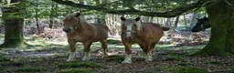 Allround hästar till salu: Ardenner ungston - Annons 3