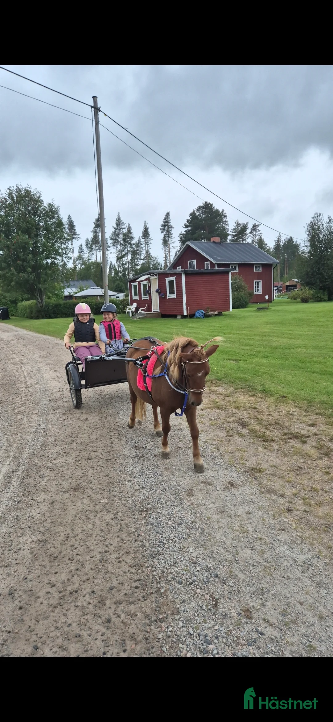 Trav hästar till salu: Film Shetlandsponny trav allround riden och körd  i Äppelbo - Annons 8