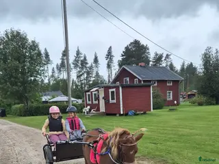 hästar Shetlandsponny trav allround i Äppelbo - Annons 4